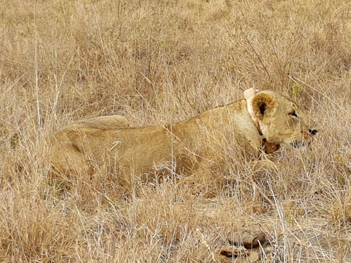 Lioness on safari