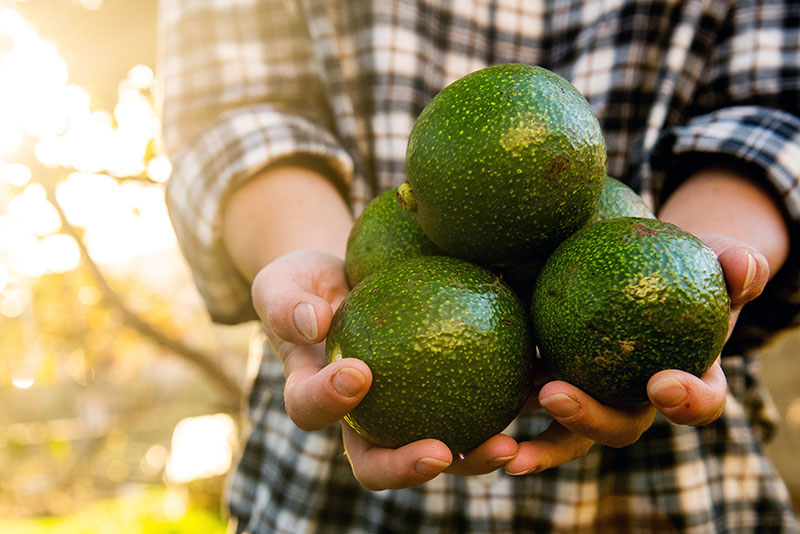 Hand-picked avocados